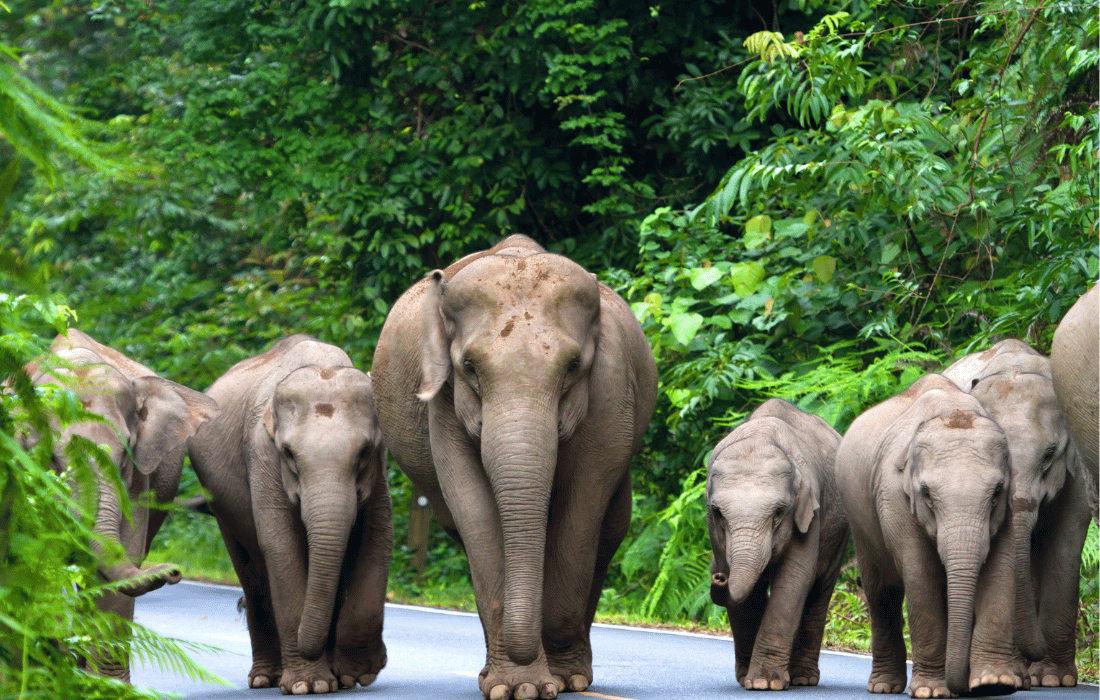 Elephant Family in Thailand
